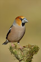 Hawfinch (Coccothraustes coccothraustes), male, sitting on a branch overgrown with moss, North