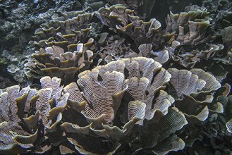 Stony coral (Pachyseris foliosa), Wakatobi Dive Resort, Sulawesi, Indonesia, Asia