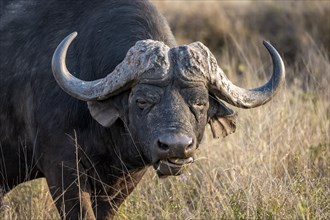 African buffalo (Syncerus caffer caffer) with grass in mouth, bull in African savannah, animal