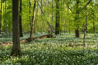 A sunny deciduous forest with white flowering ramson (Allium ursinum) in spring. Dead wood lies on
