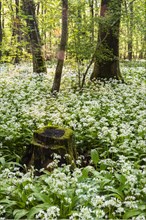 A deciduous forest with white flowering ramson (Allium ursinum) in spring in the evening sun. A