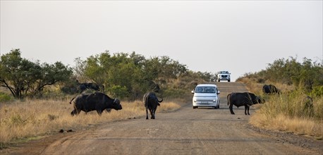 Tourists in a car on a dirt road during a safari, african buffalo (Syncerus caffer caffer) crossing