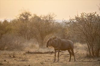 Blue wildebeest (Connochaetes taurinus) in the evening light, Kruger National Park, South Africa,