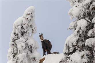 Chamois (Rupicapra rupicapra), standing in the snow, frontal, mountain forest, Ammergau Alps, Upper