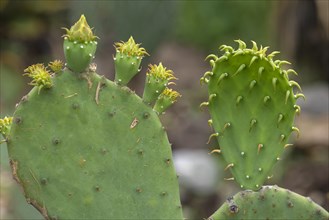 Cactus pear (Opuntia ficus-indica), Botanical Garden, Erlangen, Middle Franconia, Bavaria, Germany,