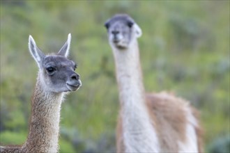 Guanaco (Llama guanicoe), Huanaco, adult, animal portrait, Torres del Paine National Park,
