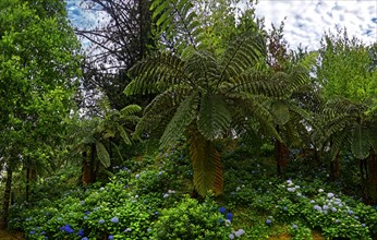 Lush green forest with ferns and blue flowering plants, Terra Nostra Park, Furnas, Sao Miguel,