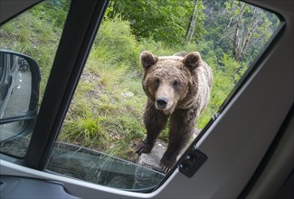 A brown bear looks curiously through the open window of a parked car, European brown bear (Ursus