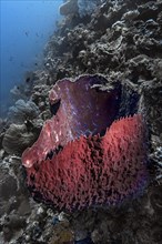 Barrel sponge (Xestospongia testudinaria), Wakatobi Dive Resort, Sulawesi, Indonesia, Asia