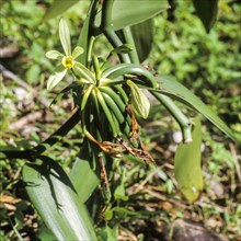 Seychelles, Agriculture, Tropical spice, Vanilla, Africa
