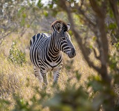 Plains zebra (Equus quagga) in dry grass, African savannah, Kruger National Park, South Africa,