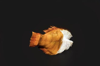 Smoked redfish without head, with half of the skin removed, food photography with black background