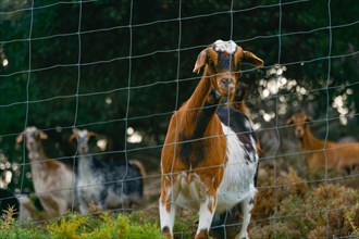 Red and white goat in the bush looking at camera behind a metal fence