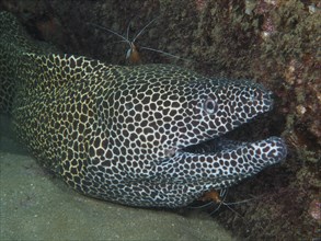 A net moray (Gymnothorax permistus) with open mouth gets cleaned at a cleaning station by pacific