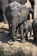 African elephant (Loxodonta africana), mother with young, Kruger National Park, South Africa,