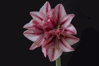 Blossom of a knight's star (Amarillis) on a black background, Bavaria, Germany, Europe