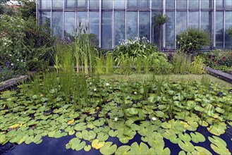 Water lily pond in front of a greenhouse, Botanical Garden, Erlangen, Middle Franconia, Bavaria,