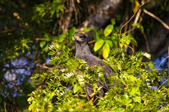 Black buzzard (Buteogallus urubutinga) Pantanal Brazil
