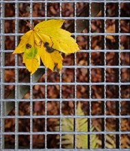 A yellow coloured maple leaf lies on a grey metal grid, Germany, Europe