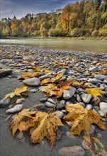 Yellow maple leaves lie on grey stones on the banks of a river in autumn, in the background a