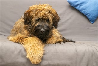 Briard, young, 6 months old