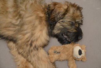 Briard, young, 4 months old, Teddy