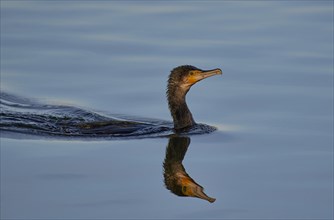 A great cormorant (Phalacrocorax carbo) gliding through water, its image reflected on the smooth