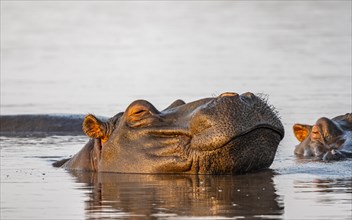 Sleeping hippo (Hippopatamus amphibius) in the water at sunset with reflection, adult, animal