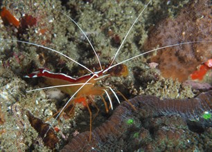 Pacific cleaner shrimp (Lysmata amboinensis), Sodwana Bay National Park dive site, Maputaland
