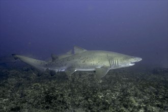 Sand tiger shark (Carcharias taurus) over the reef. Aliwal Shoal Dive Site, Umkomaas, KwaZulu