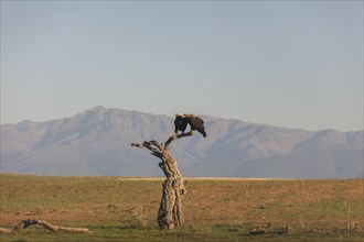 Pair of Iberian Eagles, Spanish Imperial Eagle (Aquila adalberti), Extremadura, Castilla La Mancha,