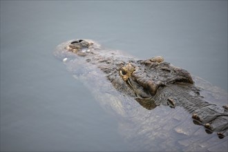 Nile crocodile (Crocodylus niloticus) in the water, Kruger National Park, South Africa, Africa
