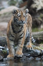 Siberian tiger (Panthera tigris altaica), young, captive, Germany, Europe