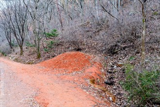 Mound of red clay next to hiking trail in mountainous recreational forest