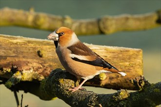 Hawfinch with food in beak sitting on branch looking left