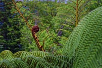 Close-up of a fern plant with a new bud rolling up, Terra Nostra Park, Furnas, Sao Miguel, Azores,