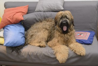Briard, young, 8 months old, sofa, colourful cushions