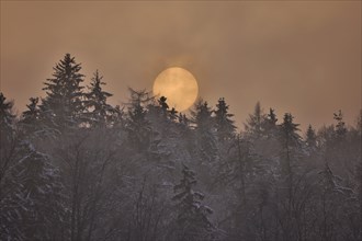 The sun disc sets behind a snowy forest in foggy weather, reddish evening light, Upper Bavaria,