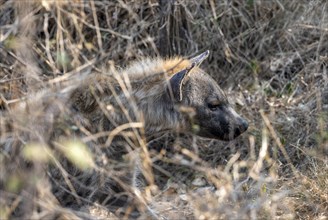 Spotted hyena (Crocuta crocuta), adult female lying in dry grass, Kruger National Park, South