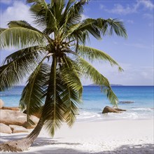 Seychelles, Praslin, blue water and palm trees on a white sandy beach, Africa