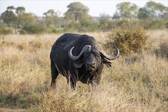 African buffalo (Syncerus caffer caffer) standing in dry grass, bull, African savannah, Kruger