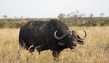 African buffalo (Syncerus caffer caffer) standing in dry grass, bull, African savannah, Kruger