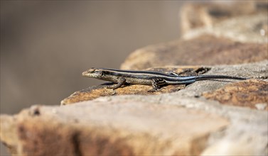 Rainbow mabuya (Trachylepis quinquetaeniata) sitting on a rock, Kruger National Park, South Africa,