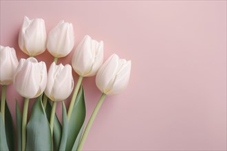White tulip spring flowers on pink background. KI generiert, generiert AI generated
