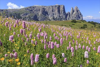 Alpine meadow with flowers in front of mountains in the sun, summer, meadow bistort (Bistorta