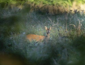 European roe deer (Capreolus capreolus), doe standing in a forest meadow, wildlife, Lower Saxony,