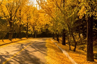 Two lane road lined with trees in yellow fall colors with leaves covering the street and hillside
