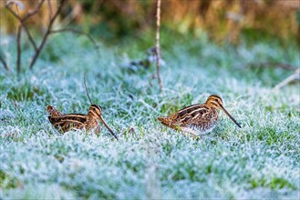 Common Snipe, Gallinago gallinago, Pair of in a frosted marshes
