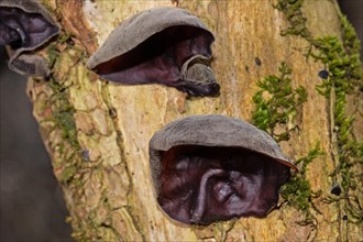 Judas ear two ear-shaped brown fruiting bodies on top of each other on a tree trunk with green moss