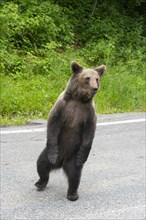 An alert brown bear stands on two legs at the roadside, surrounded by greenery, European brown bear